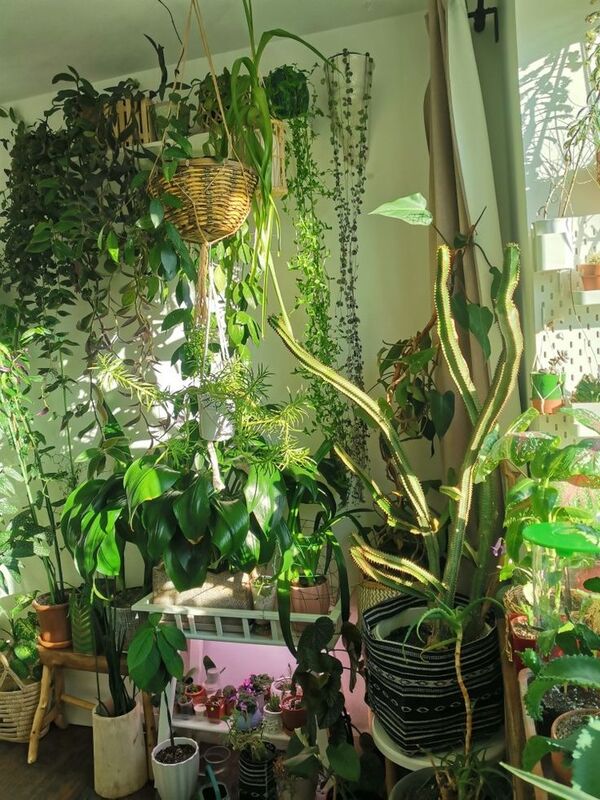 Tapete desenrolado, chá e planta ao lado, criando um canto tranquilo em casa